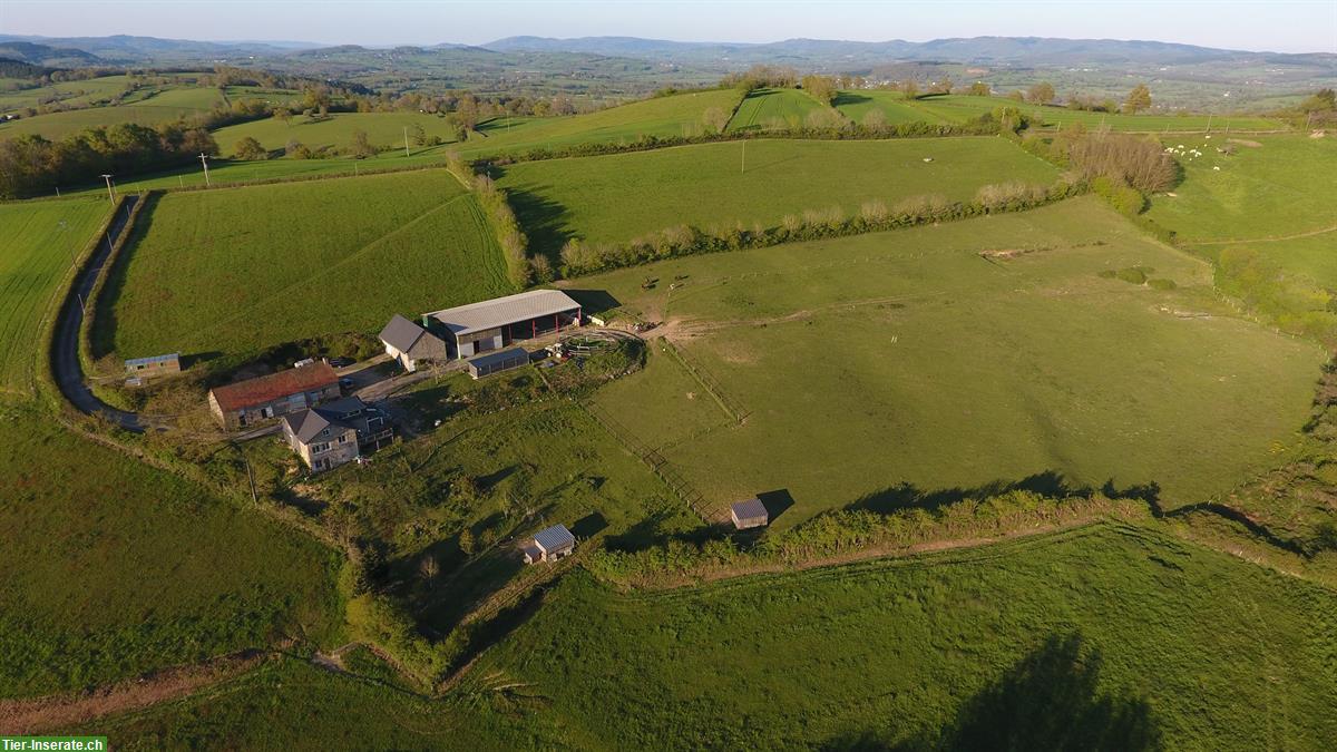 Bild 7: Naturhof in sonniger Alleinlage - Südburgund, Frankreich