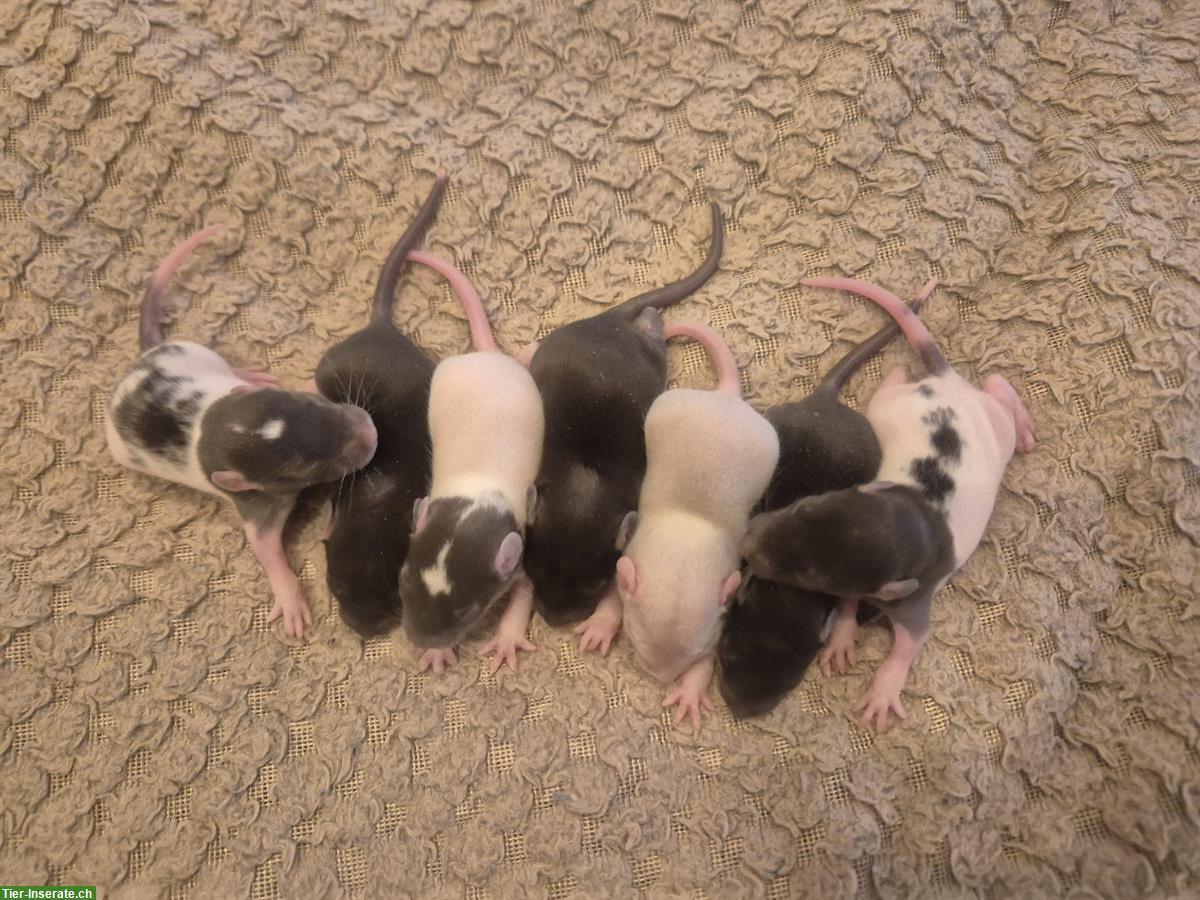 Junge Farbratten aus Familienzucht