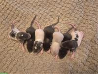 Junge Farbratten aus Familienzucht