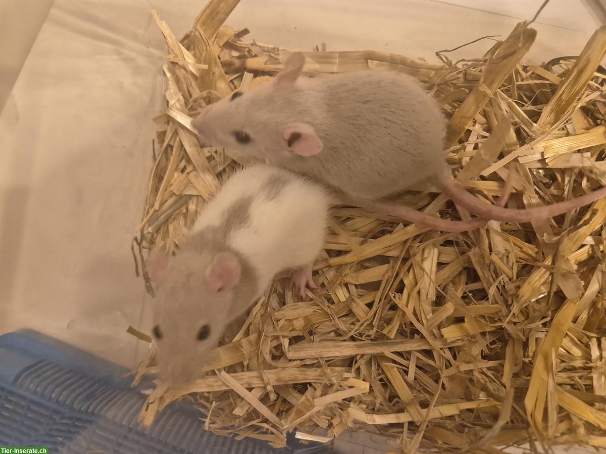 Bild 2: Junge Farbratten aus Familienzucht