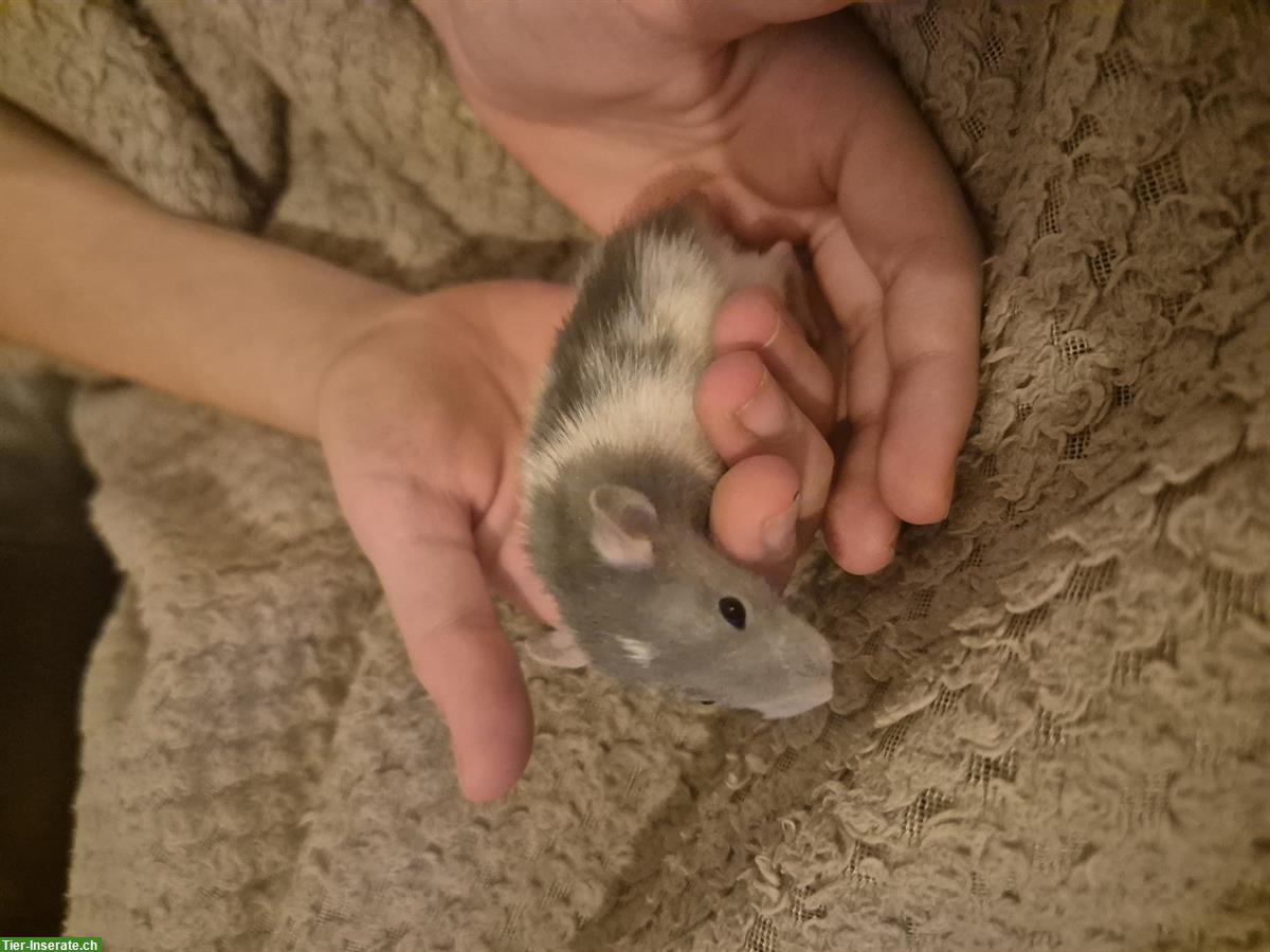 Bild 3: Junge Farbratten aus Familienzucht