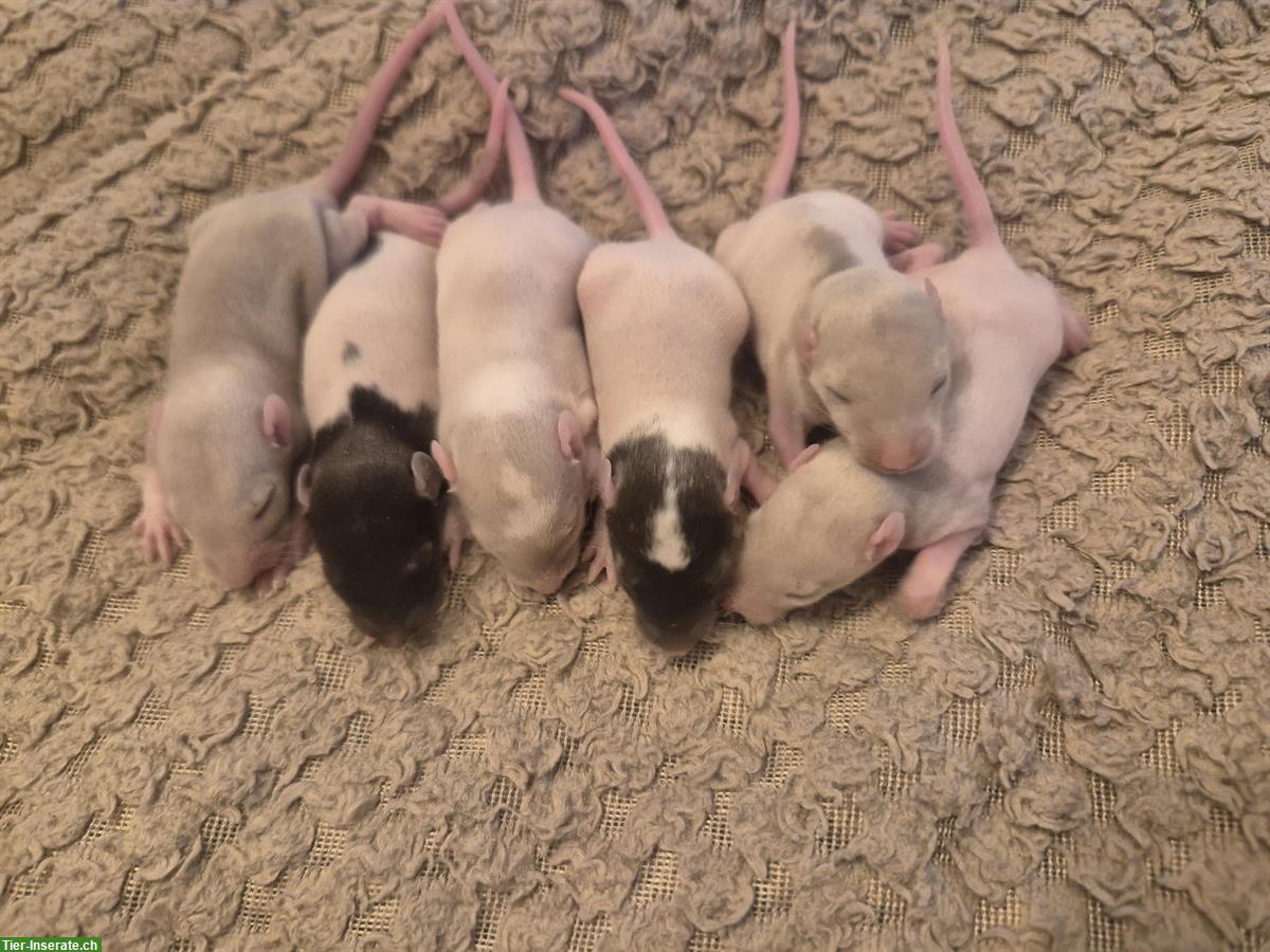 Bild 4: Junge Farbratten aus Familienzucht