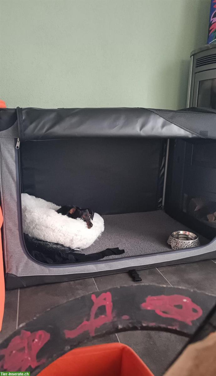 Hundebox XL Stoffbox, faltbar zu verkaufen