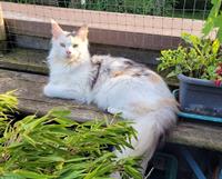 Maine Coon Kätzin mit Stammbaum