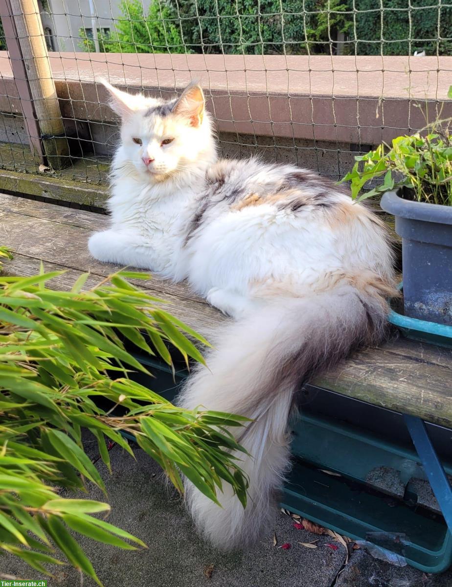 Bild 2: Maine Coon Kätzin mit Stammbaum