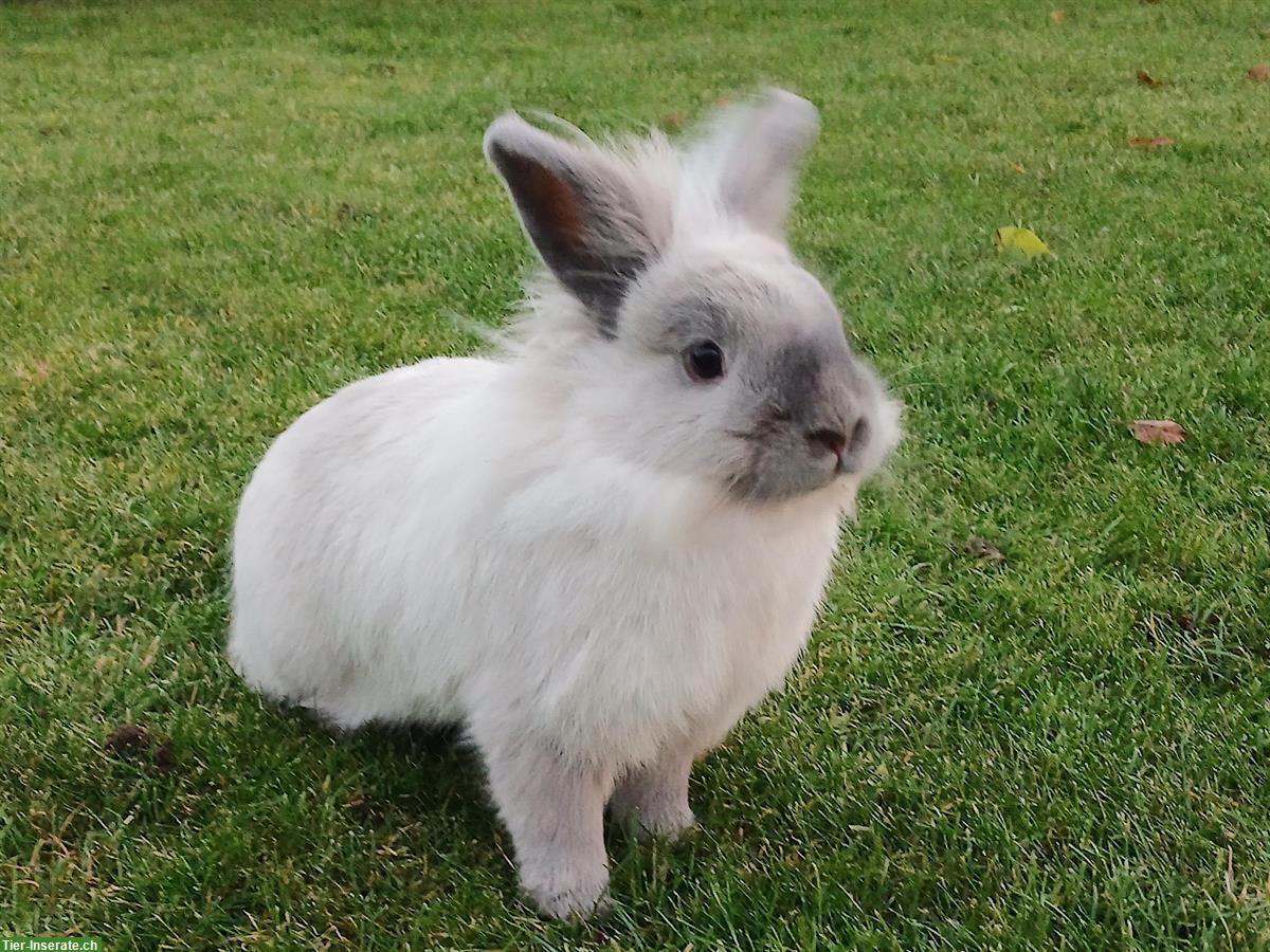 Zwergkaninchen Weibchen sucht neues Zuhause