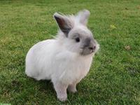 Zwergkaninchen Weibchen sucht neues Zuhause