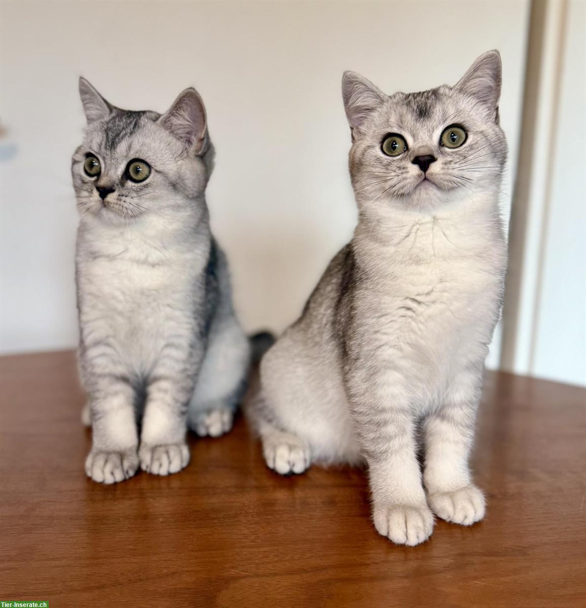 Britisch Kurzhaar Kätzchen schwarz-silver mit Stammbaum