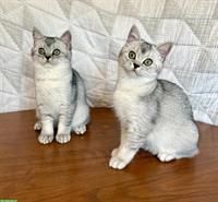 Britisch Kurzhaar Kätzchen schwarz-silver mit Stammbaum