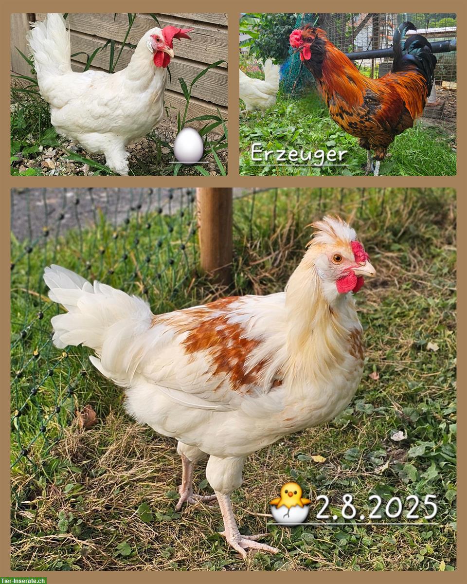 Mix-Hähne Appenzeller Barthhuhn, Barnevelder, Spitzhauben, Grünleger