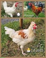 Mix-Hähne Appenzeller Barthhuhn, Barnevelder, Spitzhauben, Grünleger