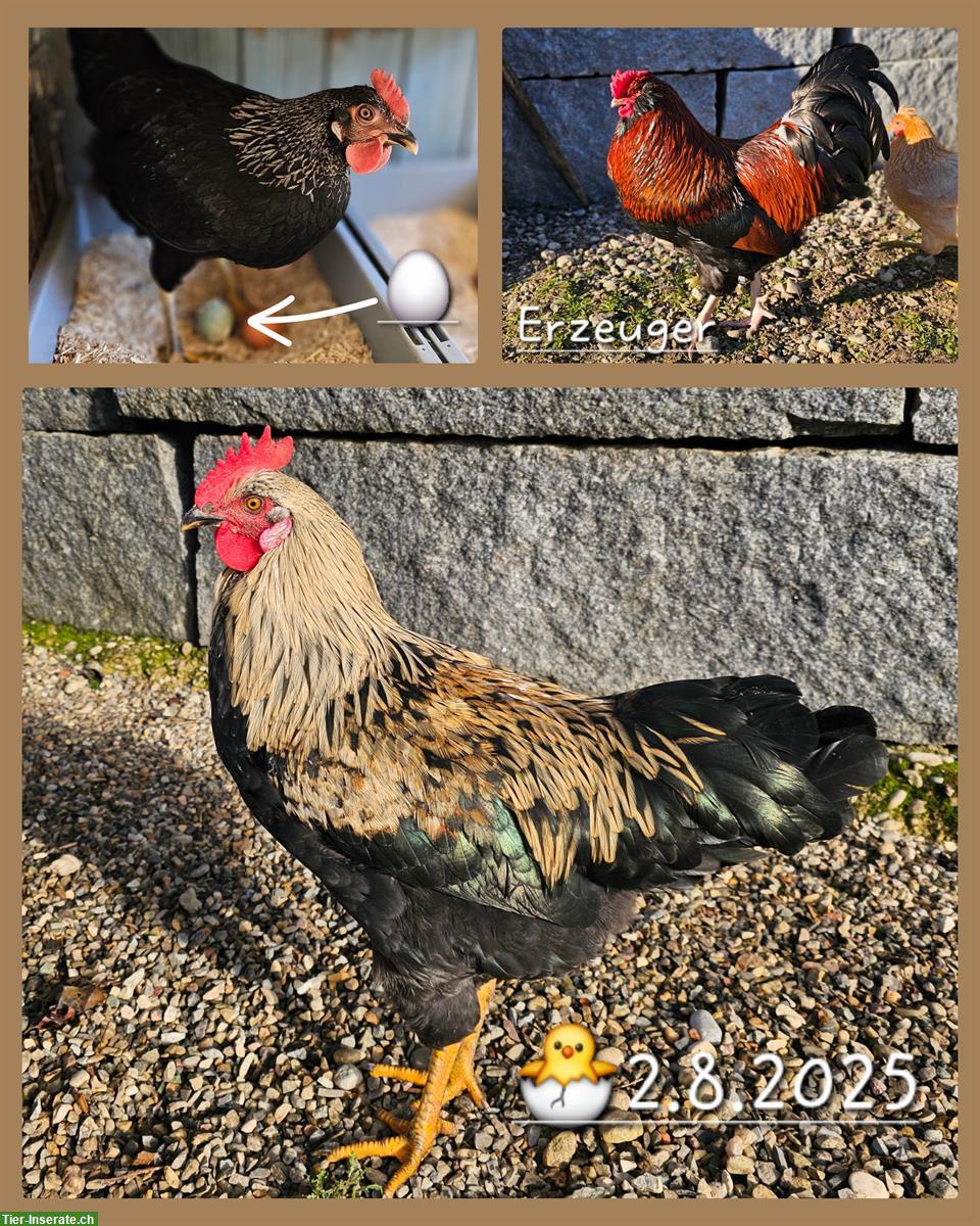 Bild 2: Mix-Hähne Appenzeller Barthhuhn, Barnevelder, Spitzhauben, Grünleger