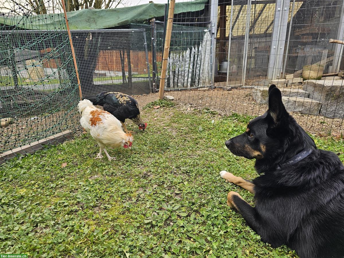 Bild 3: Mix-Hähne Appenzeller Barthhuhn, Barnevelder, Spitzhauben, Grünleger