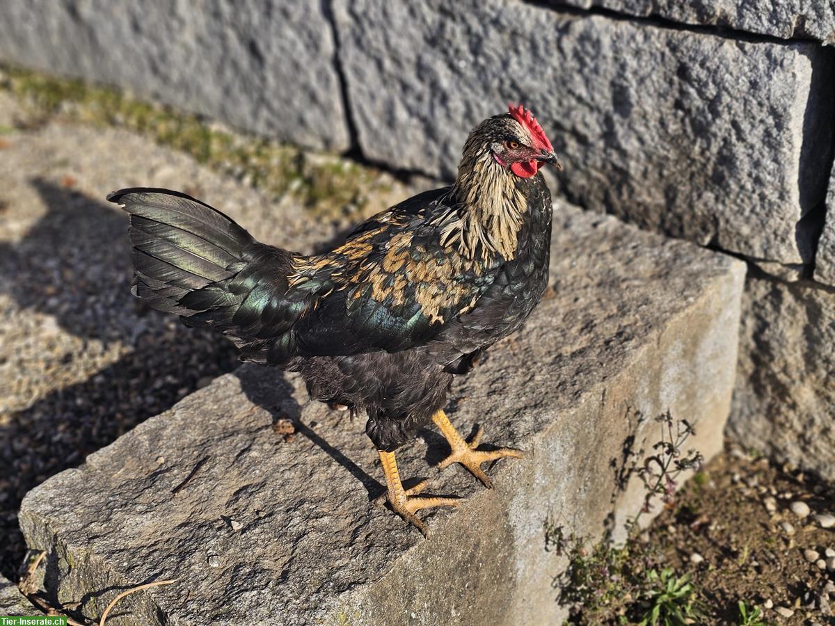 Bild 4: Mix-Hähne Appenzeller Barthhuhn, Barnevelder, Spitzhauben, Grünleger