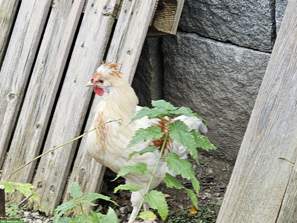 Bild 5: Mix-Hähne Appenzeller Barthhuhn, Barnevelder, Spitzhauben, Grünleger