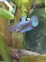 Betta Kampffische, weiblich/männlich