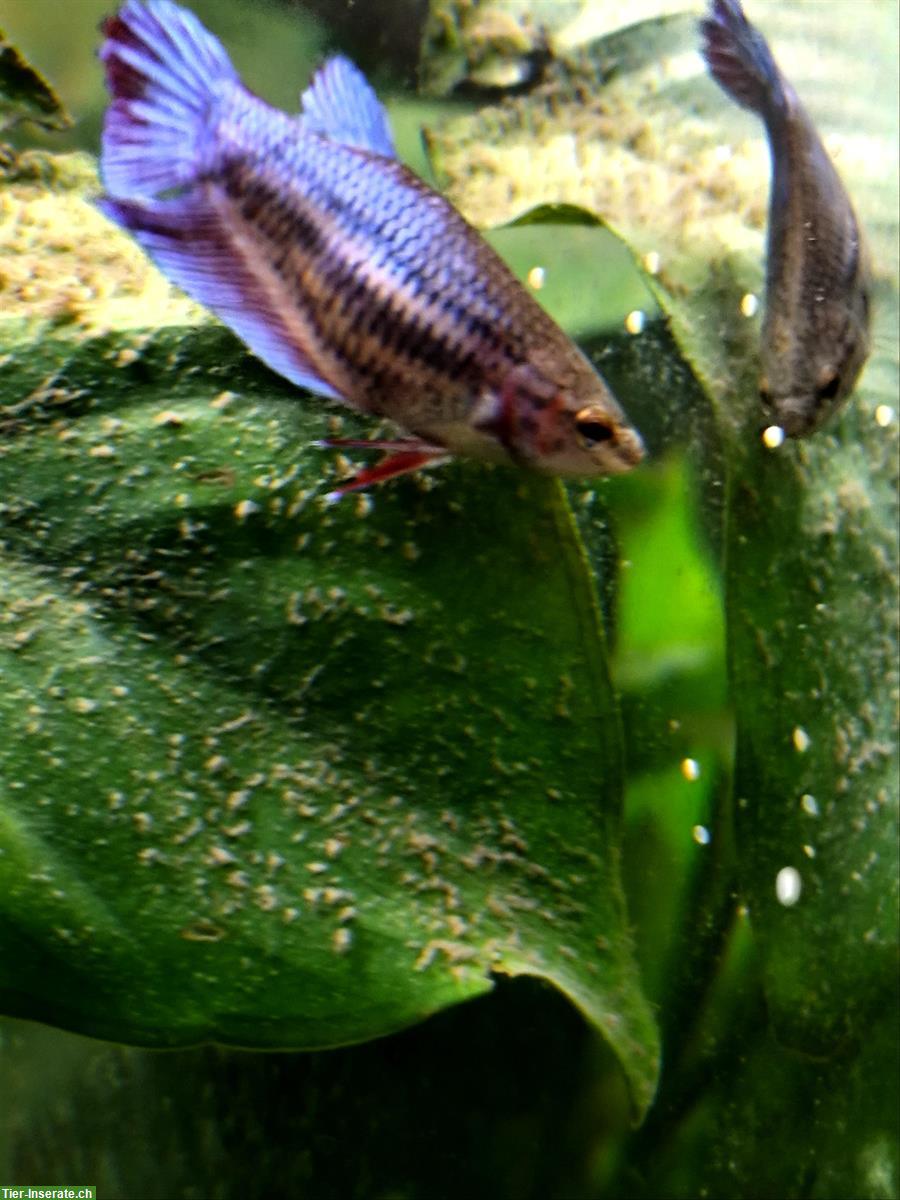 Bild 10: Betta Kampffische, weiblich/männlich