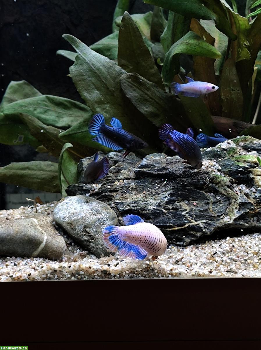 Bild 2: Betta Kampffische, weiblich/männlich