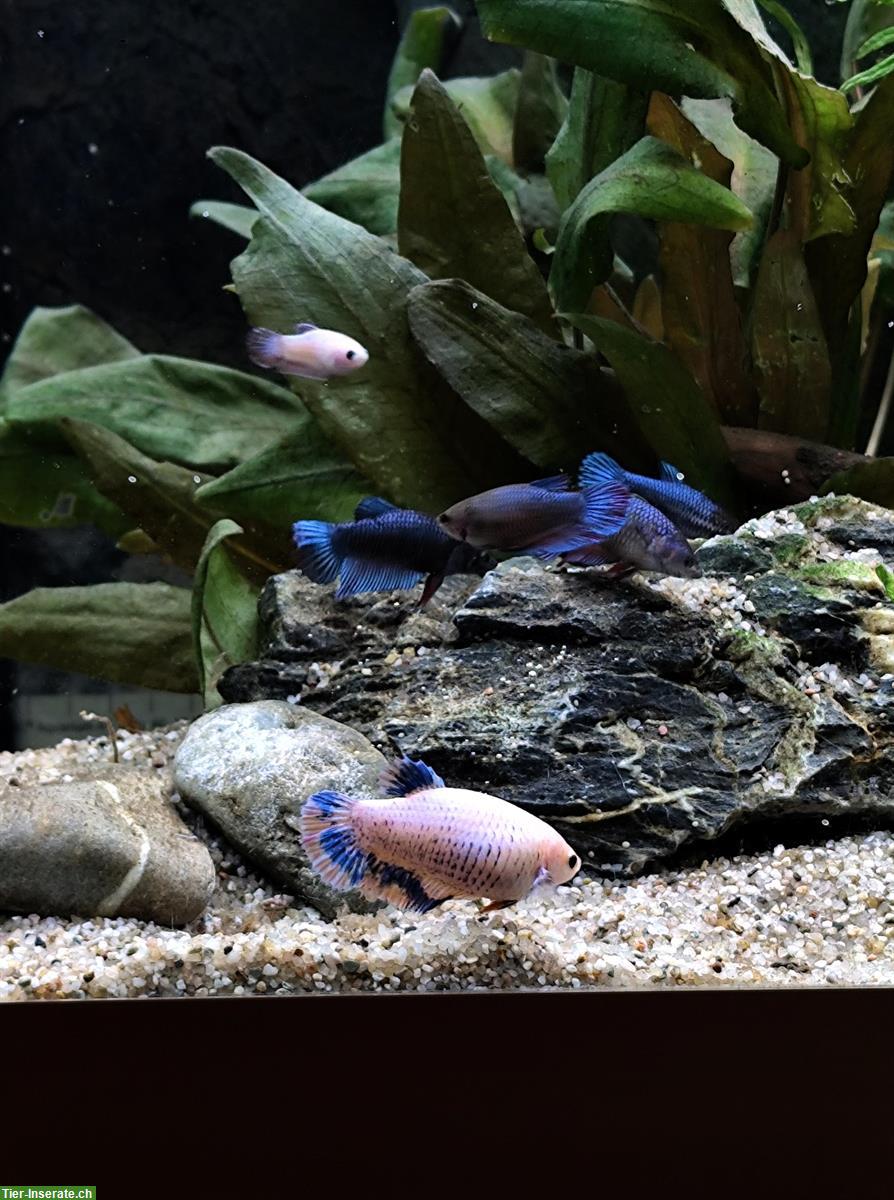 Bild 3: Betta Kampffische, weiblich/männlich