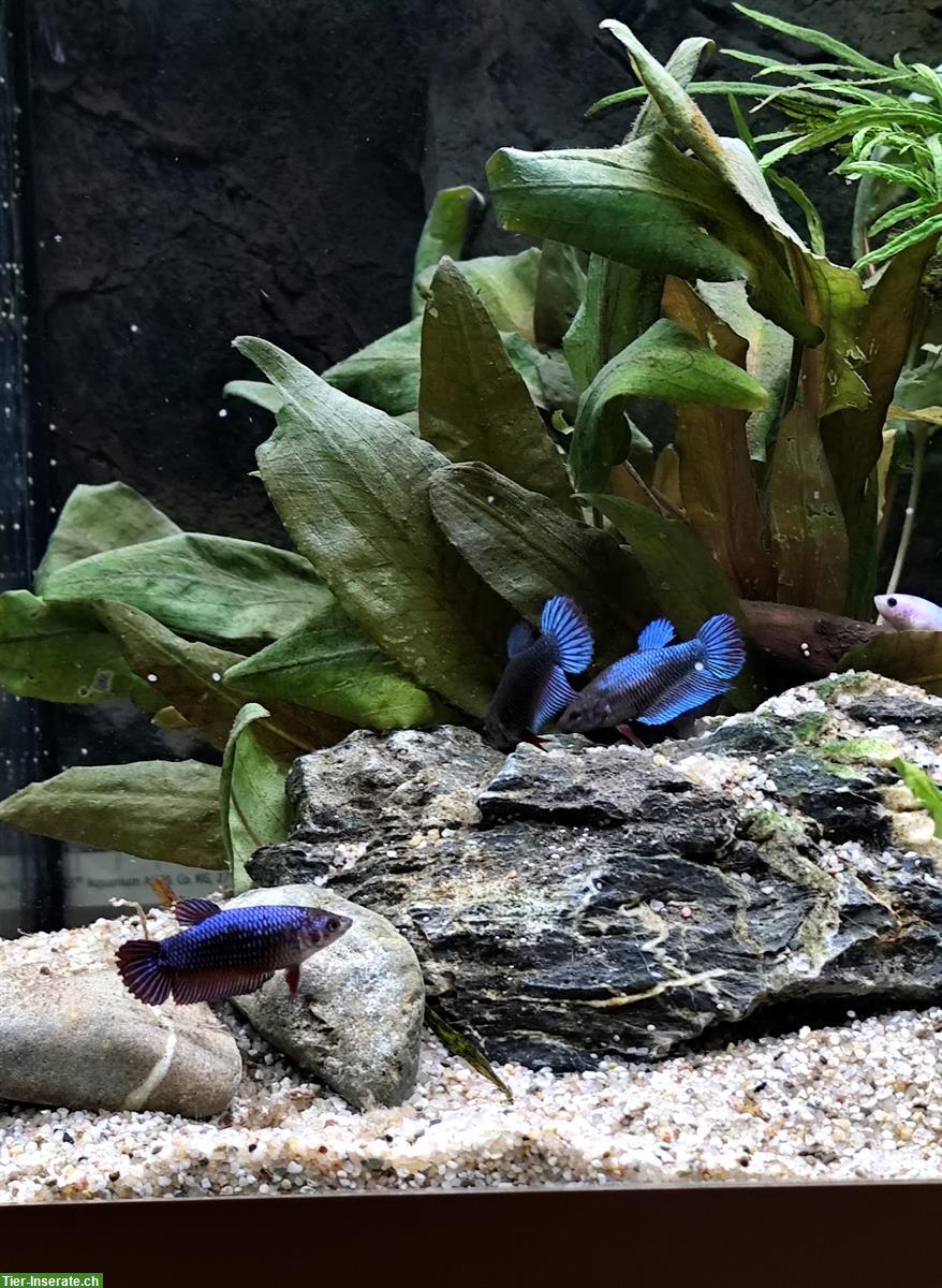 Bild 4: Betta Kampffische, weiblich/männlich