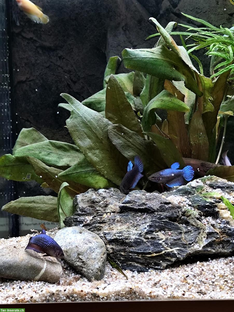 Bild 5: Betta Kampffische, weiblich/männlich