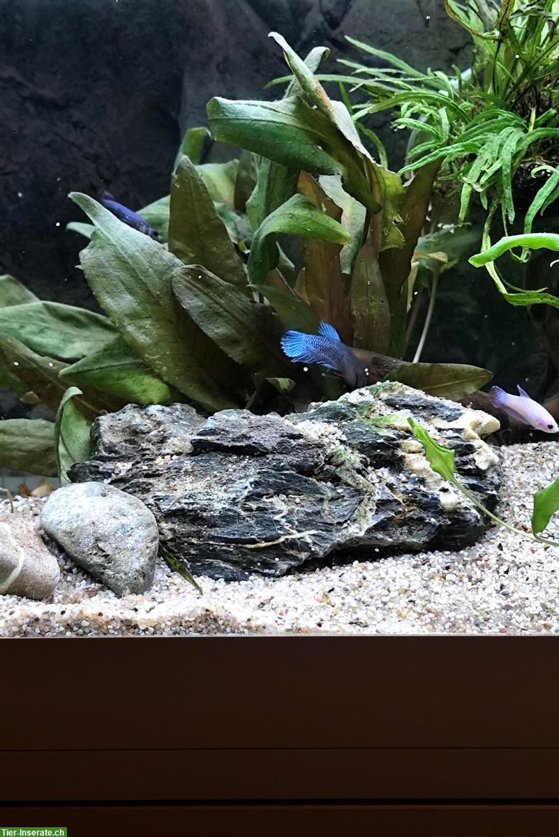 Bild 6: Betta Kampffische, weiblich/männlich