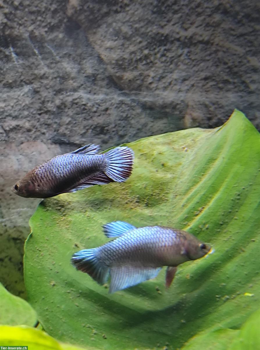Bild 7: Betta Kampffische, weiblich/männlich