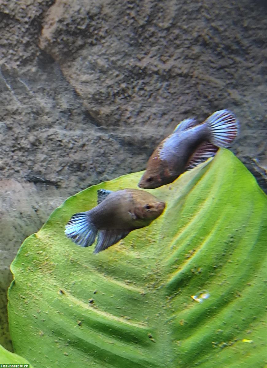 Bild 8: Betta Kampffische, weiblich/männlich