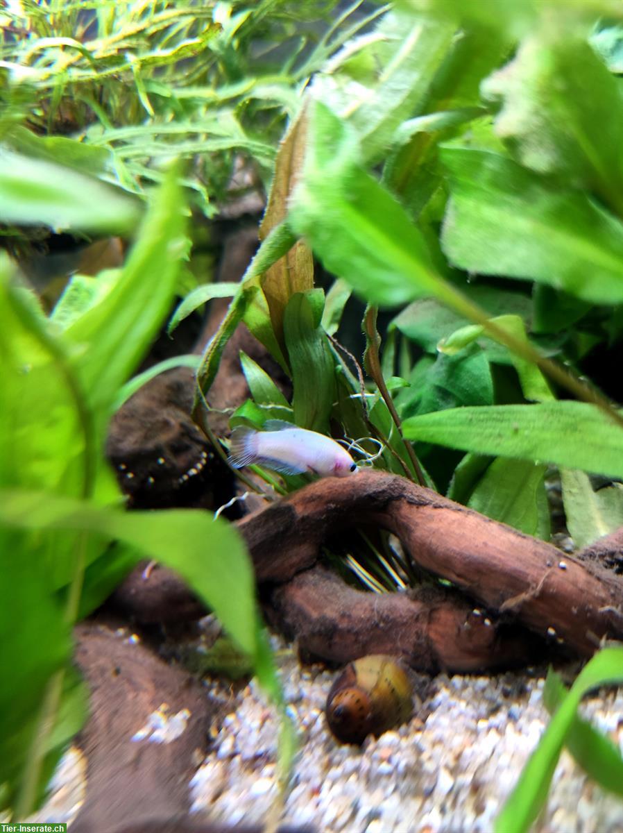 Bild 9: Betta Kampffische, weiblich/männlich