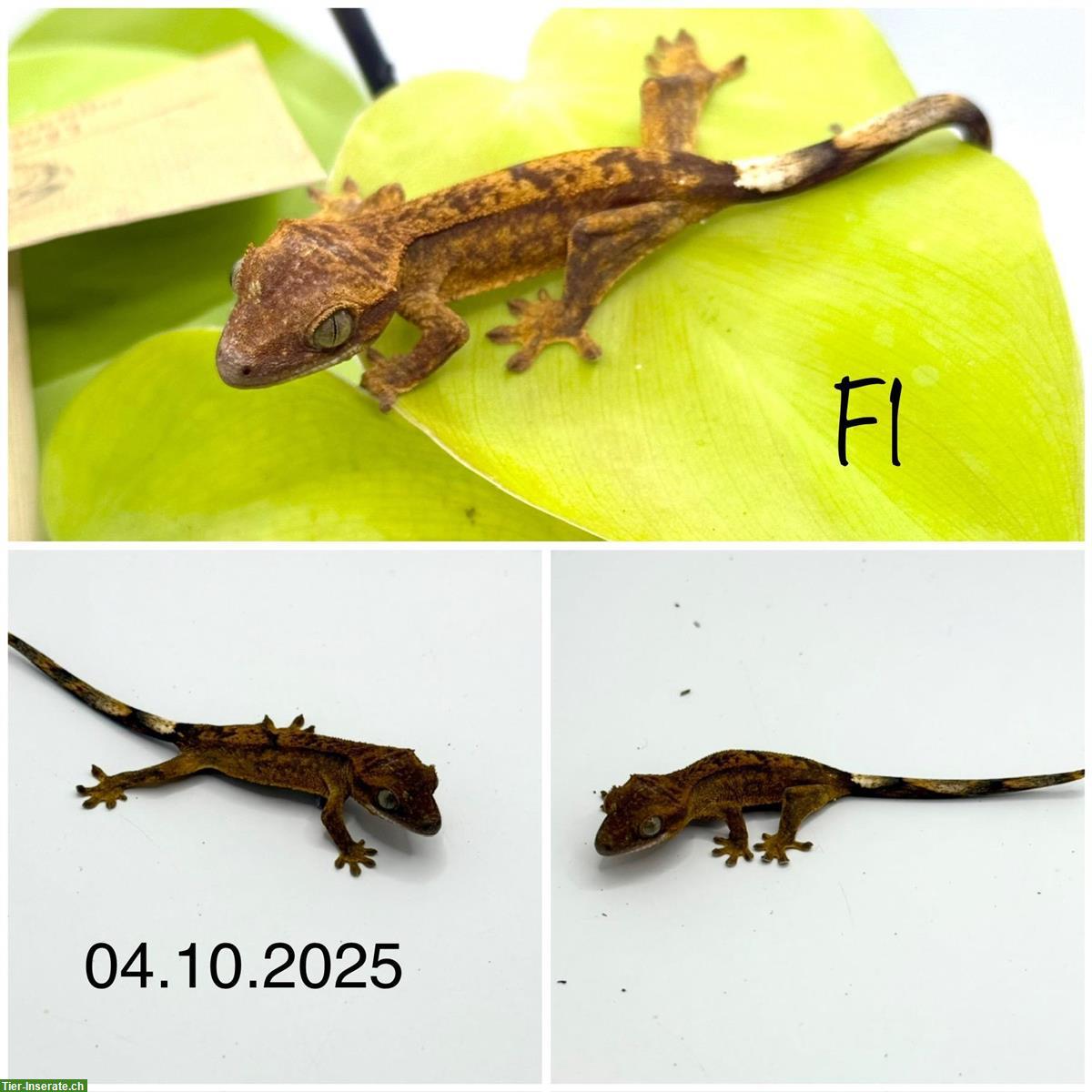 Kronengecko Jungtiere (2025)