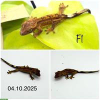 Kronengecko Jungtiere (2025)