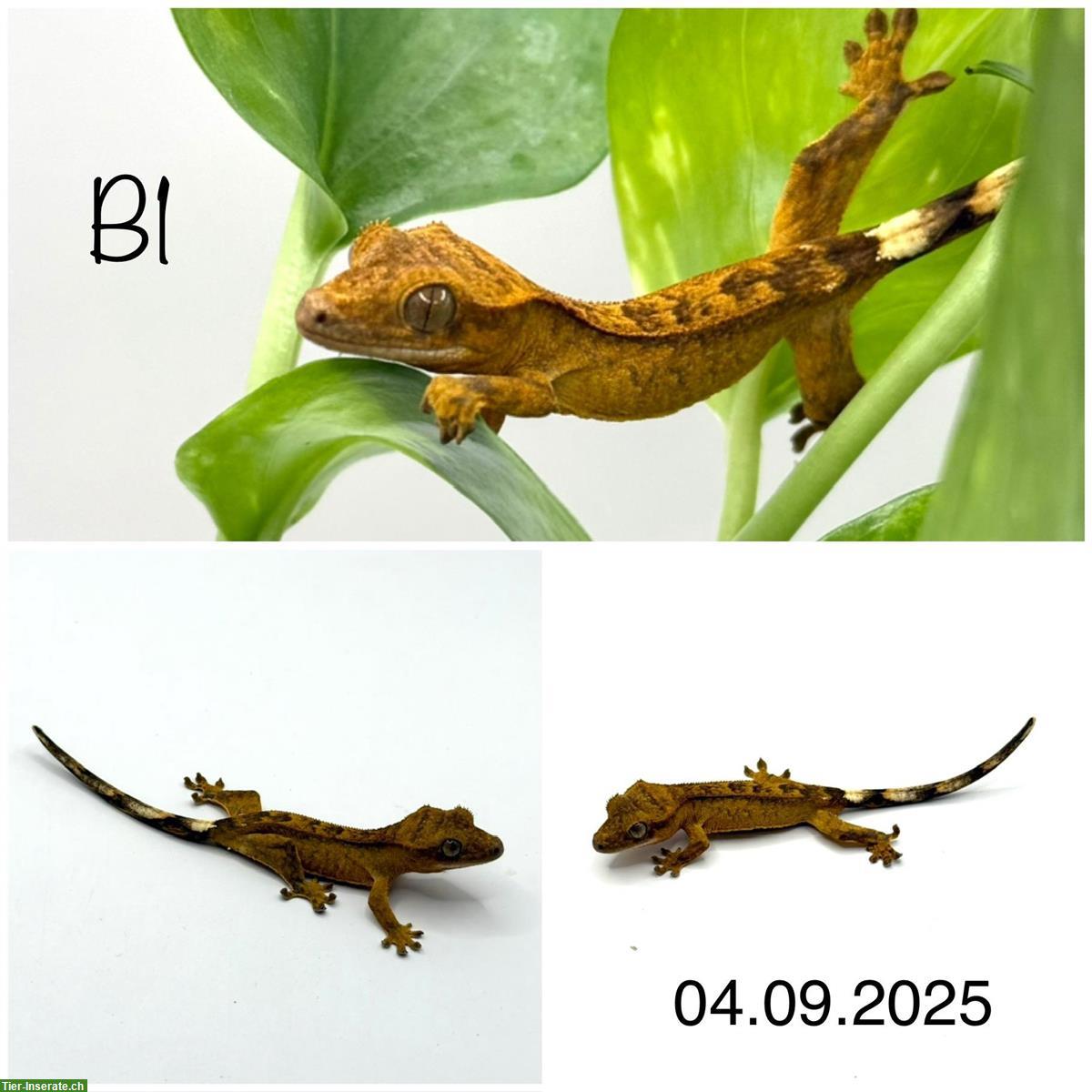 Bild 2: Kronengecko Jungtiere (2025)