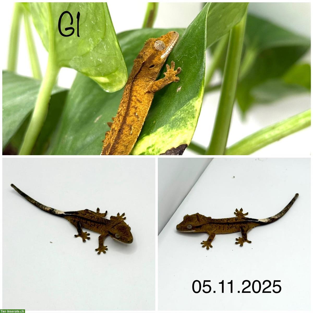 Bild 3: Kronengecko Jungtiere (2025)