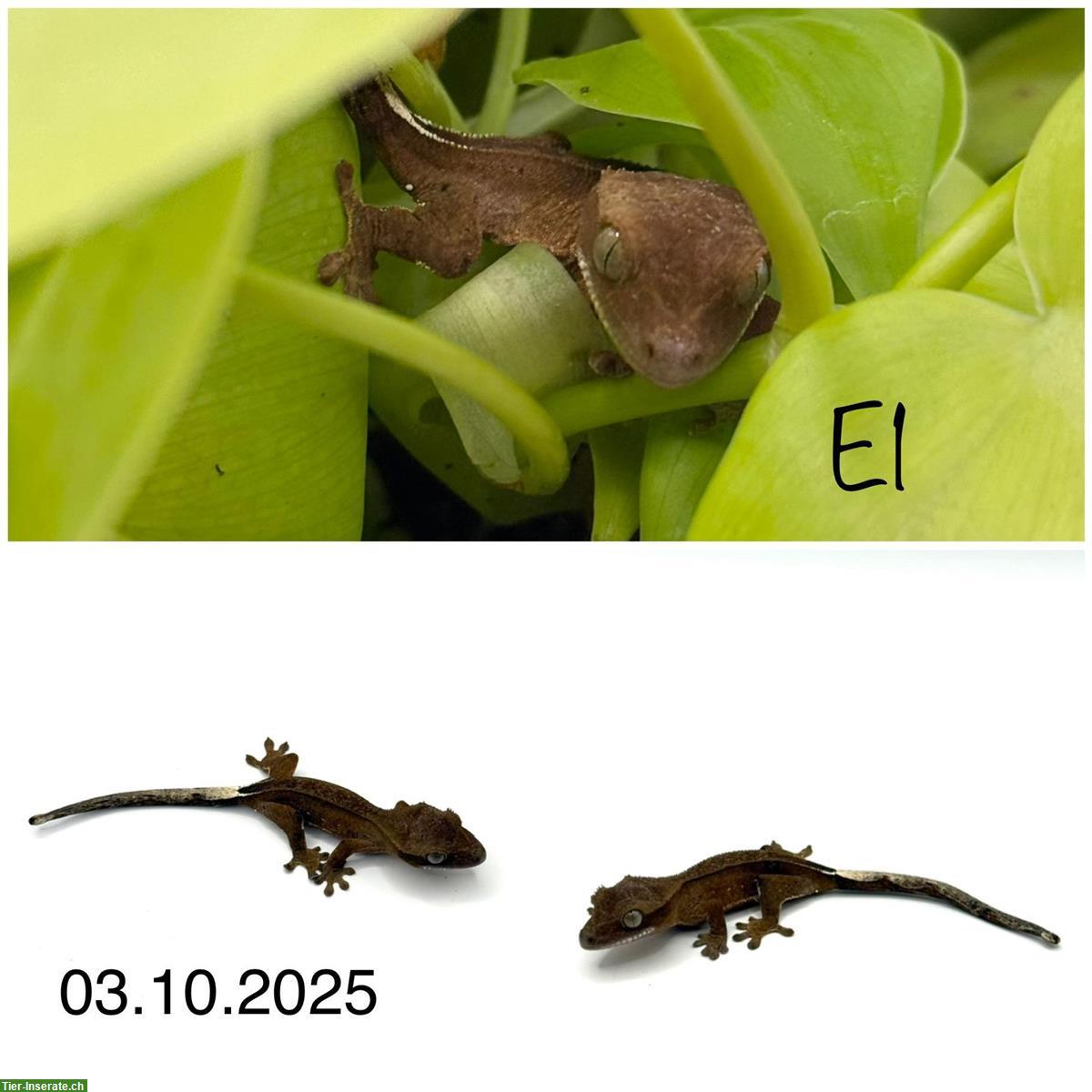 Bild 4: Kronengecko Jungtiere (2025)