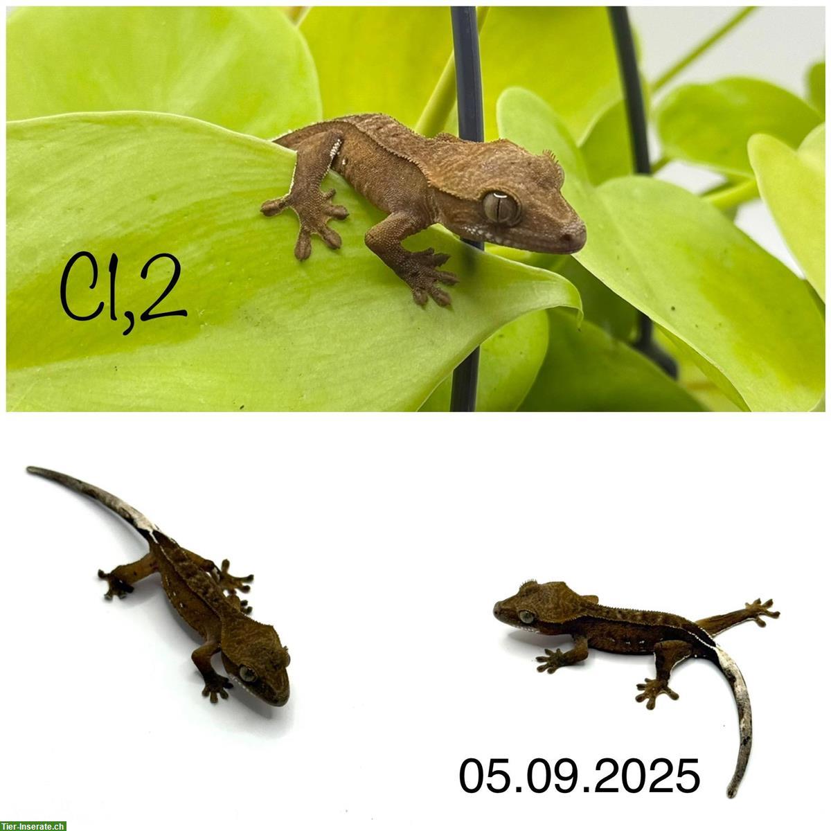 Bild 5: Kronengecko Jungtiere (2025)