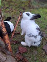 Löwenkopf Kaninchen sucht Zuhause in Aussenhaltung