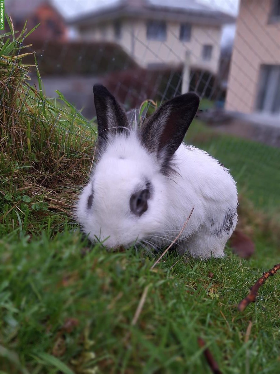 Bild 2: Löwenkopf Kaninchen sucht Zuhause in Aussenhaltung