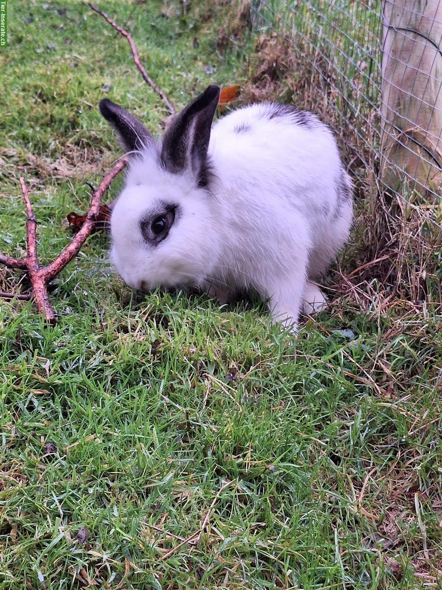 Bild 3: Löwenkopf Kaninchen sucht Zuhause in Aussenhaltung