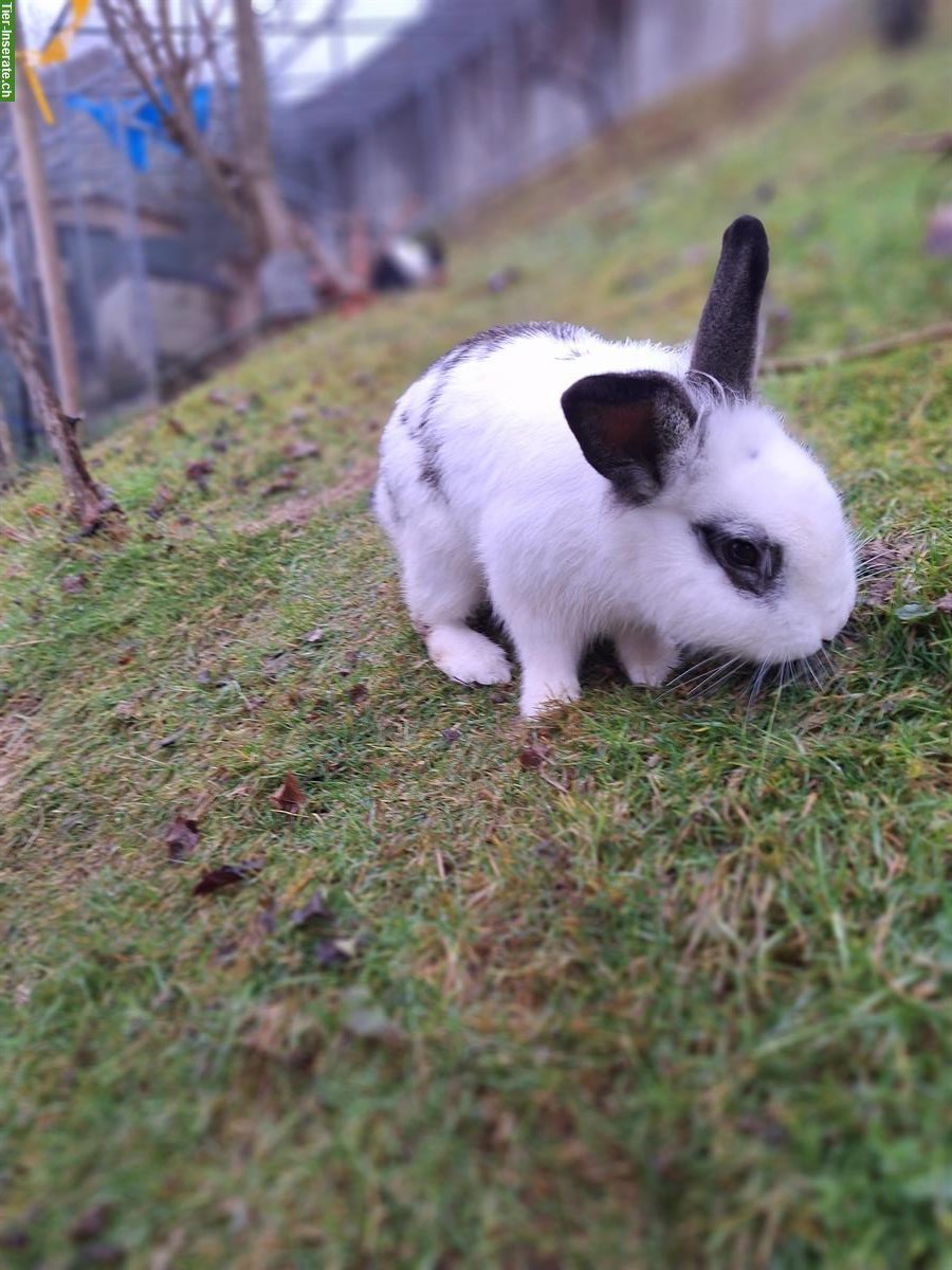 Bild 4: Löwenkopf Kaninchen sucht Zuhause in Aussenhaltung