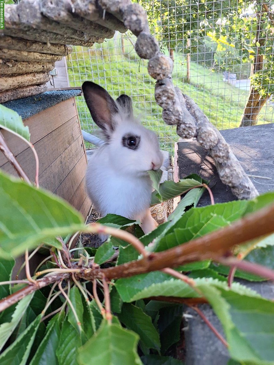 Bild 5: Löwenkopf Kaninchen sucht Zuhause in Aussenhaltung