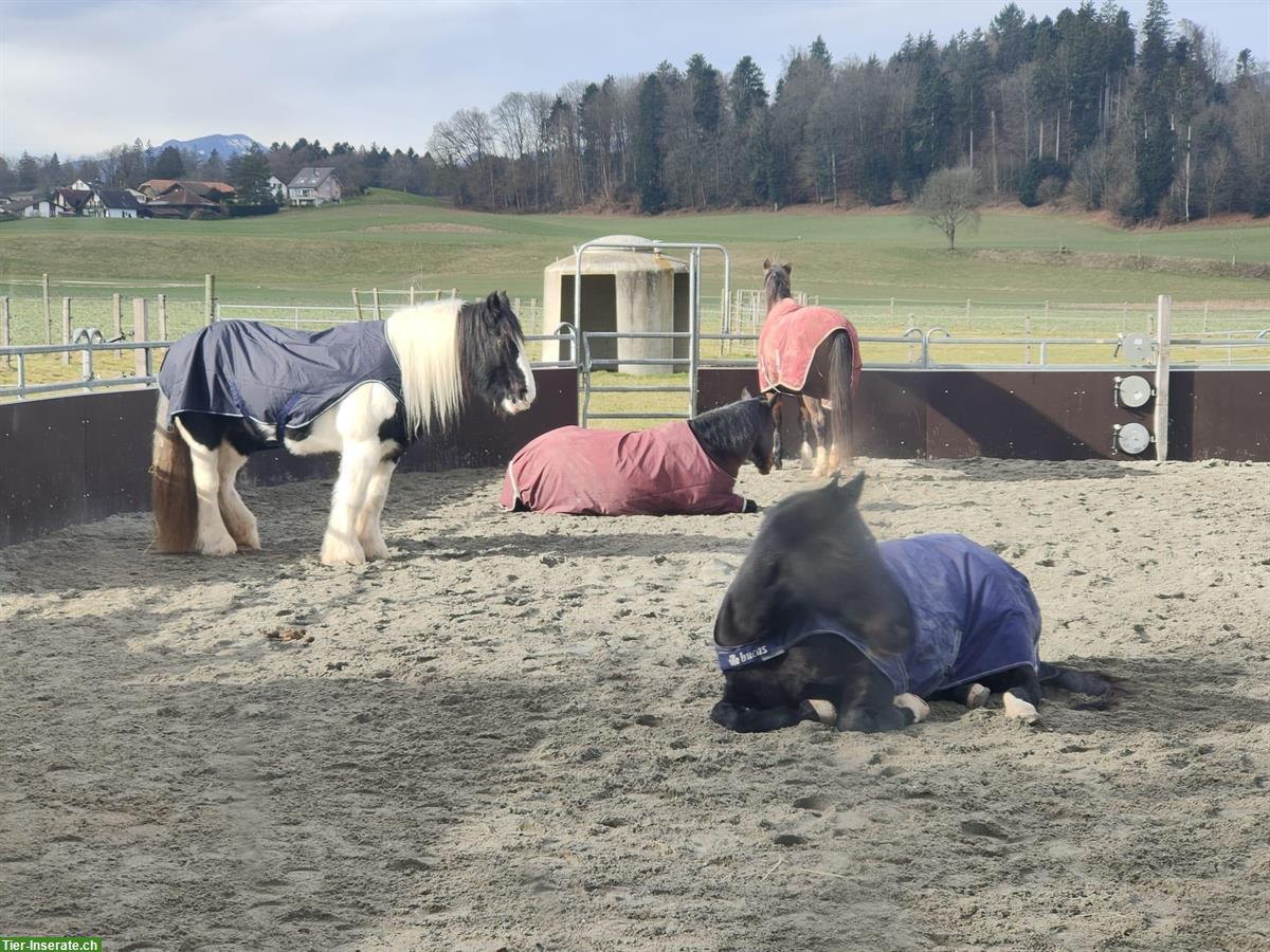 Offenstallplatz frei mit Nacht-Auslaufbox in 4913 Bannwil
