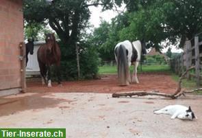 Bild 2: Offenstallplatz frei mit Nacht-Auslaufbox in 4913 Bannwil