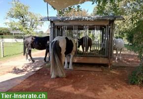 Bild 3: Offenstallplatz frei mit Nacht-Auslaufbox in 4913 Bannwil