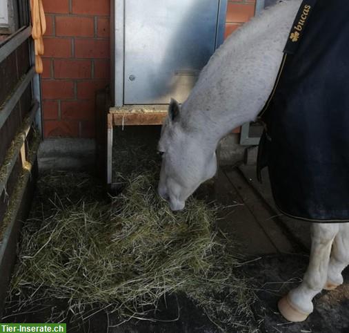 Bild 4: Offenstallplatz frei mit Nacht-Auslaufbox in 4913 Bannwil