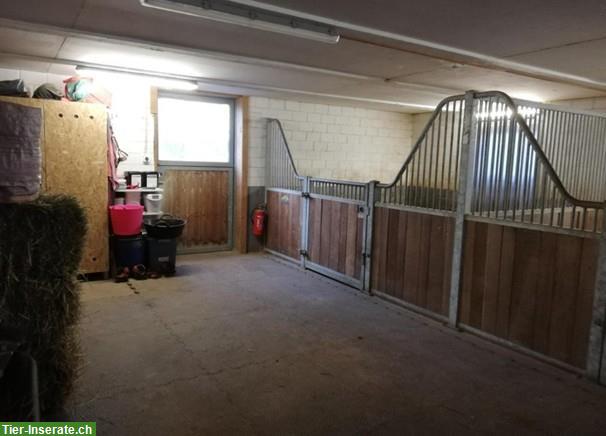 Bild 5: Offenstallplatz frei mit Nacht-Auslaufbox in 4913 Bannwil