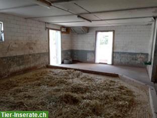 Bild 6: Offenstallplatz frei mit Nacht-Auslaufbox in 4913 Bannwil