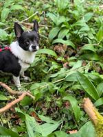 Liebevoller Chihuahua Rüde sucht Lebensplatz