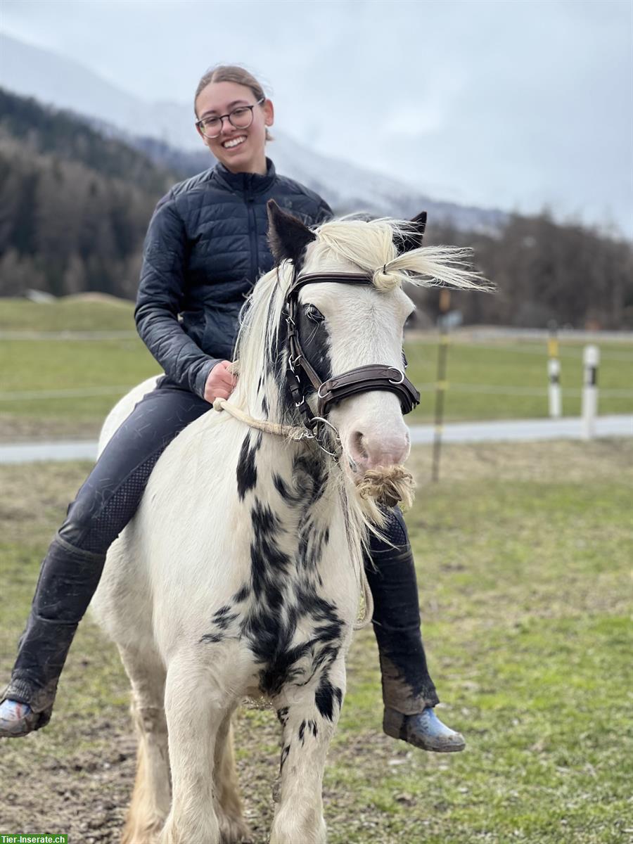 Reitbeteiligung / Pflegepferd für Tinker Mix Stute, Münstertal GR