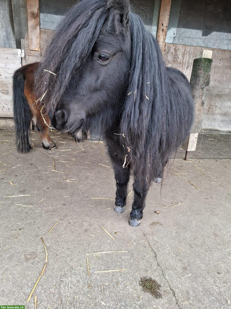 Bild 10: Reitbeteiligung / Pflegepferd für Tinker Mix Stute, Münstertal GR