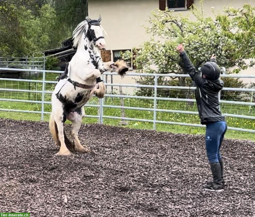 Bild 2: Reitbeteiligung / Pflegepferd für Tinker Mix Stute, Münstertal GR